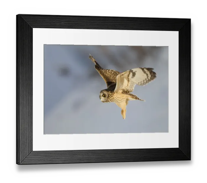 Framed Print : Short-eared owl (Asio flammeus) in flight. Worlaby Carr, Lincolnshire, England, UK Framed Print : Short-eared owl (Asio flammeus) in flight. Worlaby Carr, Lincolnshire, England, UK