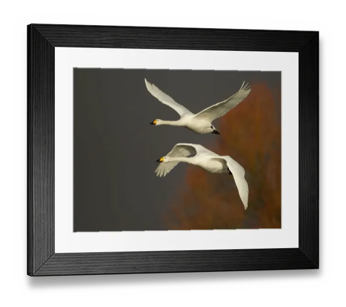 Framed Print : Whooper Swans (Cygnus cygnus) in flight, Caerlaverock WWT, Scotland, Solway, UK, January