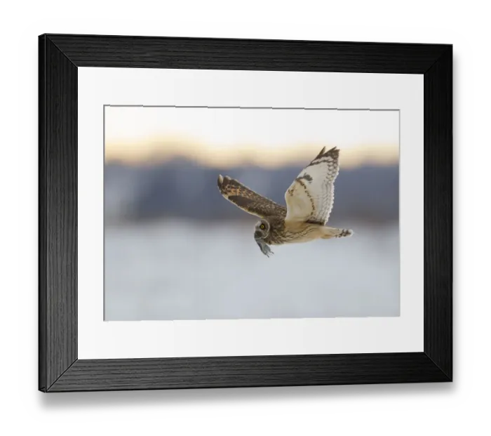 Framed Print : Short-eared owl (Asio flammeus) flying with dead vole held in its beak, Worlaby Carr Framed Print : Short-eared owl (Asio flammeus) flying with dead vole held in its beak, Worlaby Carr