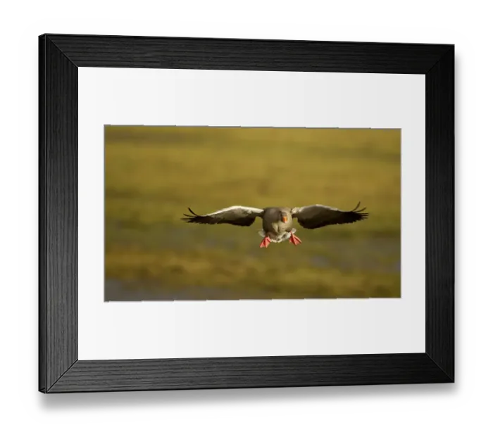 Framed Print : Greylag Goose (Anser anser) in flight, Caerlaverock WWT, Scotland, Solway, UK, January Framed Print : Greylag Goose (Anser anser) in flight, Caerlaverock WWT, Scotland, Solway, UK, January