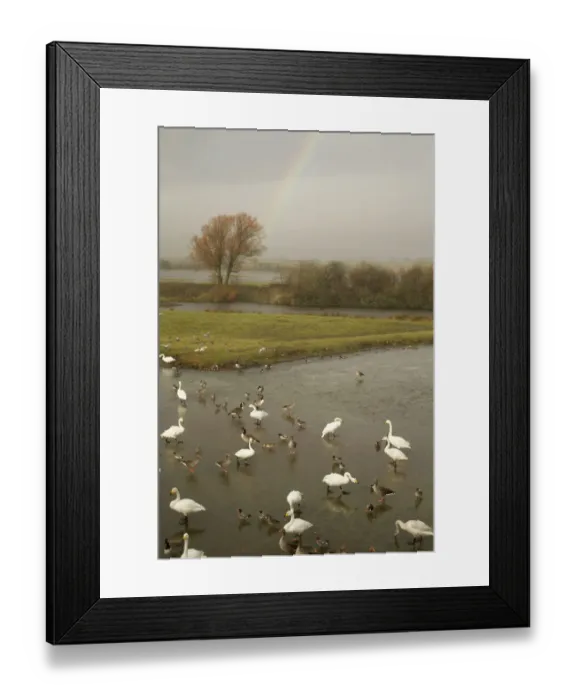 Framed Print : Whooper Swans (Cygnus cygnus), ducks and wigeon feeding in the estuary, Caerlaverock WWT Framed Print : Whooper Swans (Cygnus cygnus), ducks and wigeon feeding in the estuary, Caerlaverock WWT