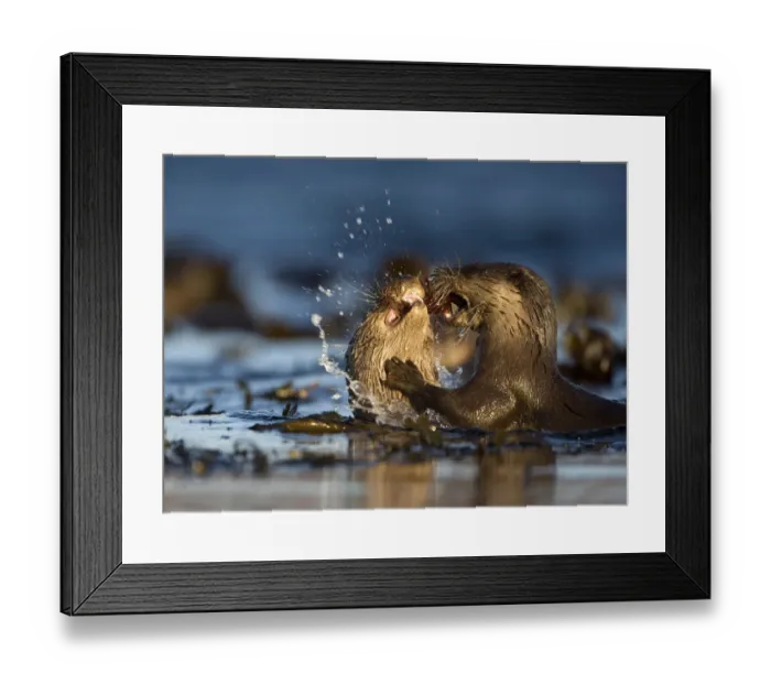 Framed Print : Two European river otters (Lutra lutra) fighting over a fish, Isle of Mull, Inner Hebrides Framed Print : Two European river otters (Lutra lutra) fighting over a fish, Isle of Mull, Inner Hebrides