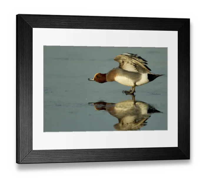 Framed Print : Wigeon (Anas Penelope) on estuary mud stretching wings, Caerlaverock WWT, Scotland Framed Print : Wigeon (Anas Penelope) on estuary mud stretching wings, Caerlaverock WWT, Scotland