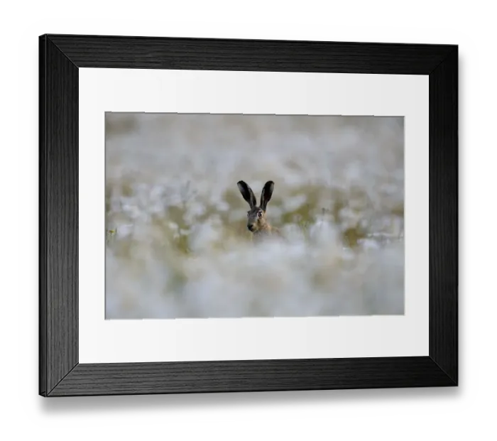 Framed Print : European hare (Lepus europaeus) in field of Ox-eye daisies (Leucanthemum vulgare) Norfolk Framed Print : European hare (Lepus europaeus) in field of Ox-eye daisies (Leucanthemum vulgare) Norfolk