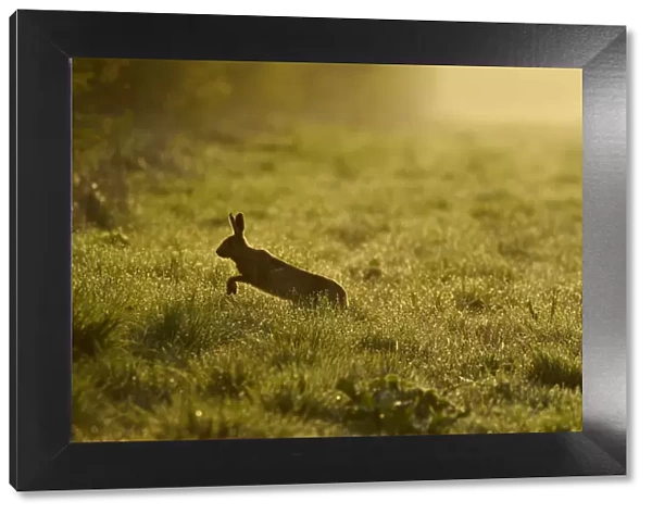 European hare (Lepus europaeus) running across game cover on edge of large arable field