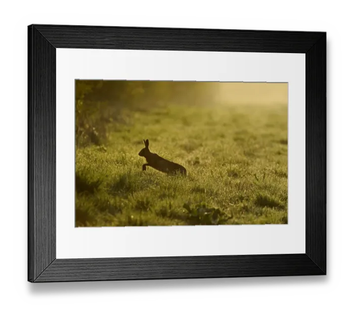 Framed Print : European hare (Lepus europaeus) running across game cover on edge of large arable field Framed Print : European hare (Lepus europaeus) running across game cover on edge of large arable field