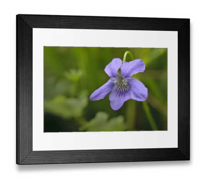 Framed Print : Common dog violet (Viola riviniana) in flower, Gamlingay Wood, Cambridgeshire, England Framed Print : Common dog violet (Viola riviniana) in flower, Gamlingay Wood, Cambridgeshire, England