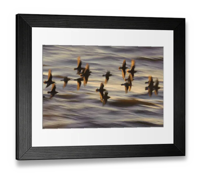 Framed Print : Flock of Dunlin (Calidris alpina) in flight at sunset over the Wash estuary, Snettisham Framed Print : Flock of Dunlin (Calidris alpina) in flight at sunset over the Wash estuary, Snettisham
