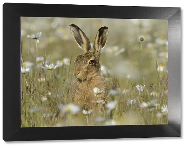 European hare (Lepus europaeus) in field of Ox-eye daisies (Leucanthemum vulgare) Norfolk
