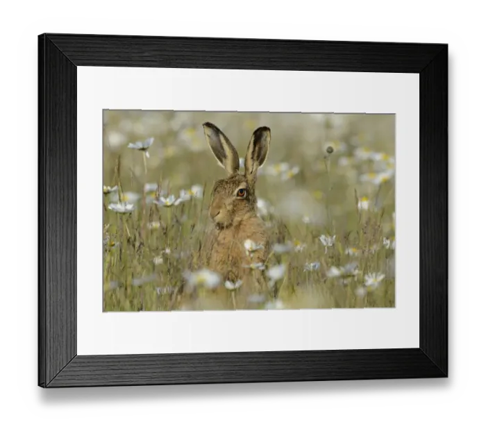 Framed Print : European hare (Lepus europaeus) in field of Ox-eye daisies (Leucanthemum vulgare) Norfolk Framed Print : European hare (Lepus europaeus) in field of Ox-eye daisies (Leucanthemum vulgare) Norfolk