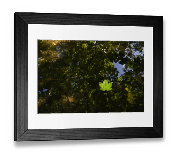 Framed Print : Sycamore leaves floating in Filby Broad with trees reflected in water, Trinity Broads