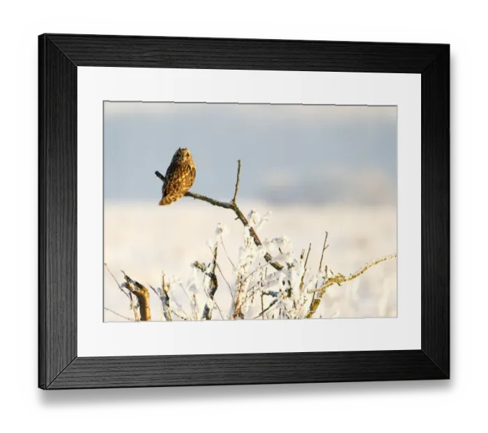 Framed Print : Short-eared owl (Asio flammeus) perched on a branch, Worlaby Carr, Lincolnshire, England Framed Print : Short-eared owl (Asio flammeus) perched on a branch, Worlaby Carr, Lincolnshire, England