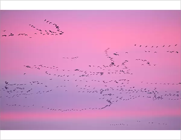 Pink-footed Geese (Anser brachyrhynchus) in flight at dusk. The Wash. Norfolk, January