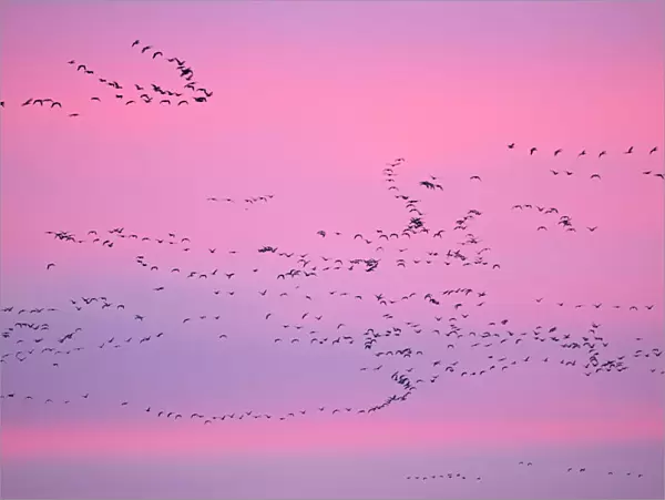 Pink-footed Geese (Anser brachyrhynchus) in flight at dusk. The Wash. Norfolk, January