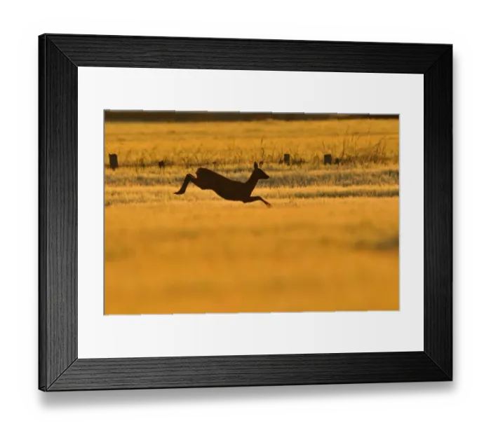 Framed Print : Roe Deer (Capreolus capreolus) doe leaping through barley field in dawn light. Perthshire Framed Print : Roe Deer (Capreolus capreolus) doe leaping through barley field in dawn light. Perthshire