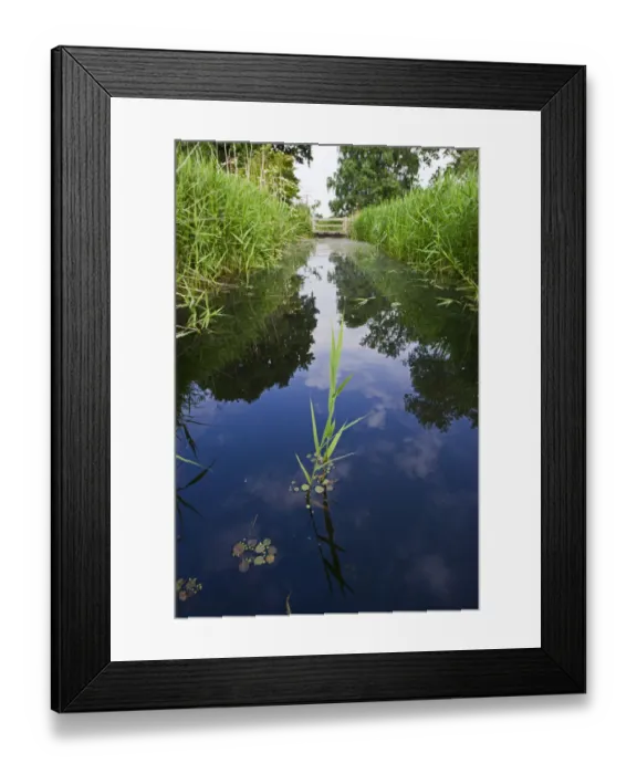 Framed Print : Dyke along drove at Woodwalton Fen, Cambridgeshire Fens, UK, June 2011 Framed Print : Dyke along drove at Woodwalton Fen, Cambridgeshire Fens, UK, June 2011