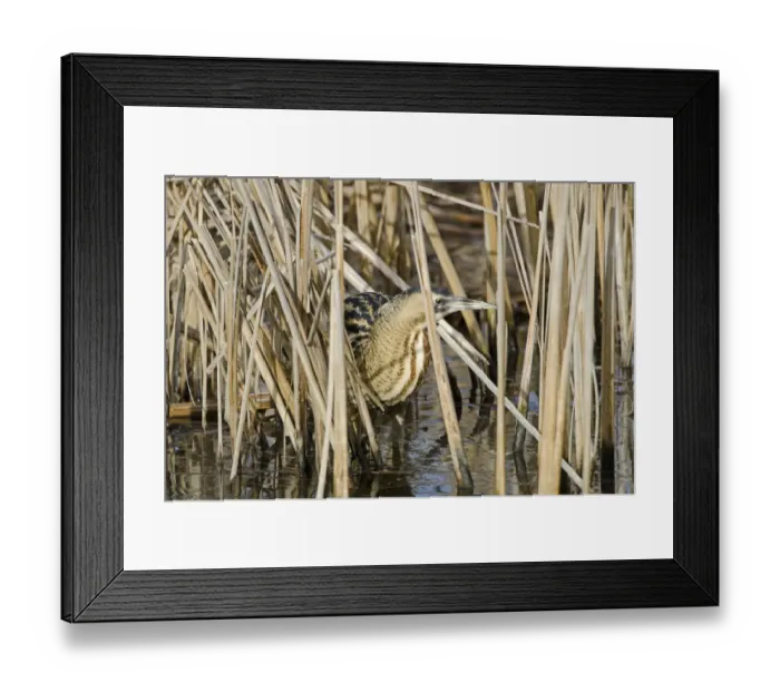 Framed Print : Bittern (Botaurus stellaris) camouflaged amongst reeds in winter, Slimbridge WWT Framed Print : Bittern (Botaurus stellaris) camouflaged amongst reeds in winter, Slimbridge WWT