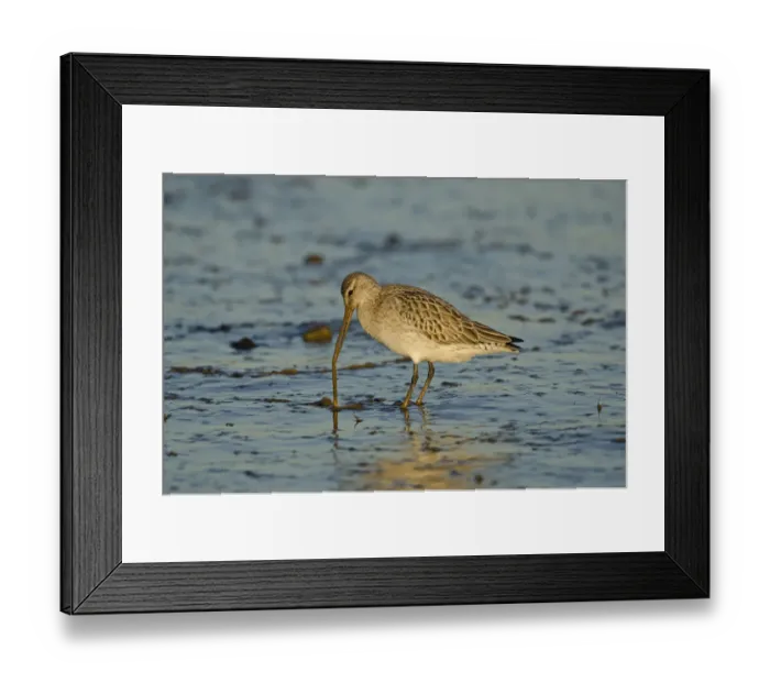 Framed Print : Bar-tailed Godwit (Limosa lapponica) foraging for tidal-flat worm. Norfolk, January Framed Print : Bar-tailed Godwit (Limosa lapponica) foraging for tidal-flat worm. Norfolk, January