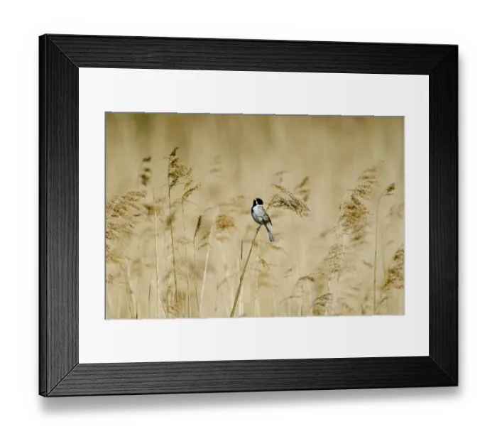 Framed Print : Reed bunting (Emberiza schoeniclus) male perched on reeds, Woodwalton Fen, Cambridgeshire Fens Framed Print : Reed bunting (Emberiza schoeniclus) male perched on reeds, Woodwalton Fen, Cambridgeshire Fens