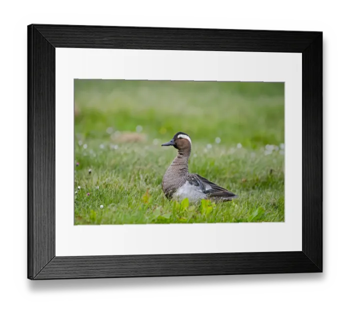 Framed Print : Garganey duck (Anas querquedula) drake calling, Cley, Norfolk, UK, May