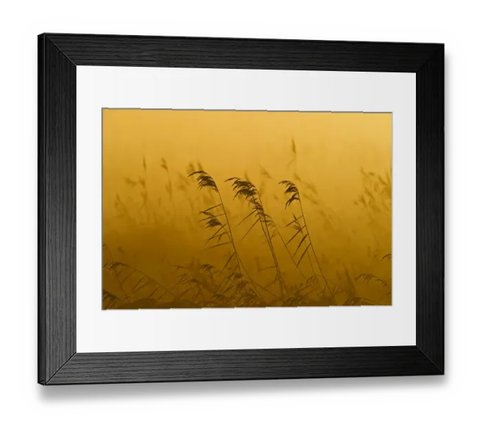 Framed Print : Phragmites reeds (Phragmites australis) at dawn in late autumn sun, Woodwalton Fen Framed Print : Phragmites reeds (Phragmites australis) at dawn in late autumn sun, Woodwalton Fen