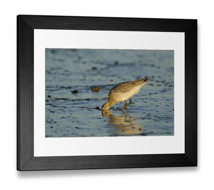 Framed Print : Bar-tailed Godwit (Limosa lapponica) foraging for tidal-flat worm. Norfolk, January Framed Print : Bar-tailed Godwit (Limosa lapponica) foraging for tidal-flat worm. Norfolk, January