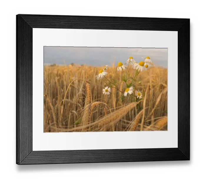 Framed Print : Scentless Mayweed (Tripleurospermum inodorum) in a ripe barley field. Perthshire Framed Print : Scentless Mayweed (Tripleurospermum inodorum) in a ripe barley field. Perthshire