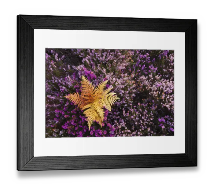 Framed Print : Bracken, flowering Bell Heather (Erica cinerea) and Ling (Calluna vulgaris). Rockford Common Framed Print : Bracken, flowering Bell Heather (Erica cinerea) and Ling (Calluna vulgaris). Rockford Common