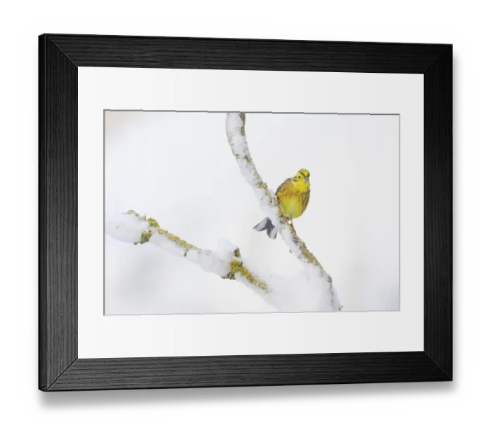 Framed Print : Yellowhammer (Emberiza citrinella) perched on snowy branch. Perthshire, Scotland, February Framed Print : Yellowhammer (Emberiza citrinella) perched on snowy branch. Perthshire, Scotland, February