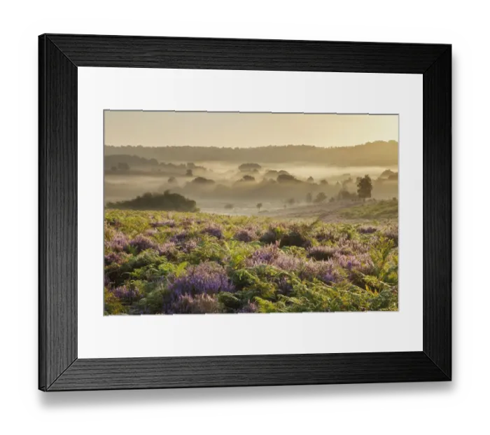 Framed Print : View over New Forest heathland with Ling (Calluna vulgaris) and Bell Heather (Erica cinerea) Framed Print : View over New Forest heathland with Ling (Calluna vulgaris) and Bell Heather (Erica cinerea)
