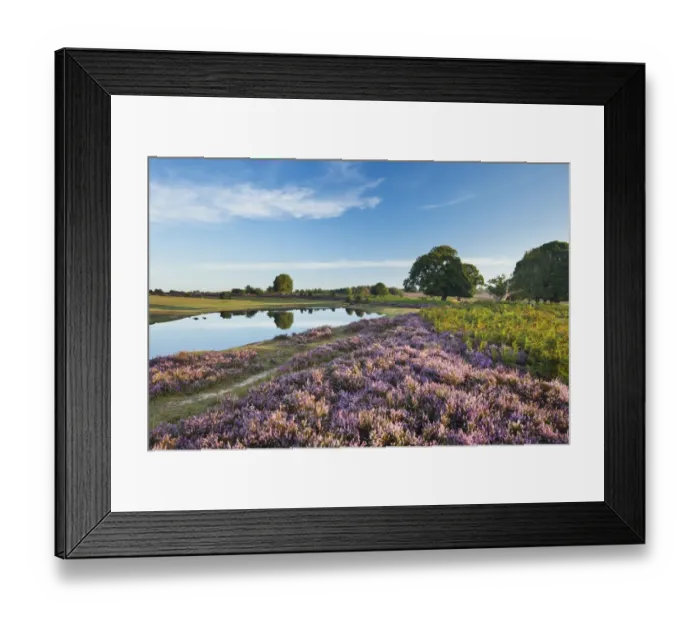 Framed Print : View over New Forest heathland with Ling (Calluna vulgaris), Bell Heather (Erica cinerea) and pool Framed Print : View over New Forest heathland with Ling (Calluna vulgaris), Bell Heather (Erica cinerea) and pool