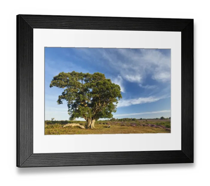 Framed Print : View over New Forest heathland with Oak (Quercus robur) tree Framed Print : View over New Forest heathland with Oak (Quercus robur) tree