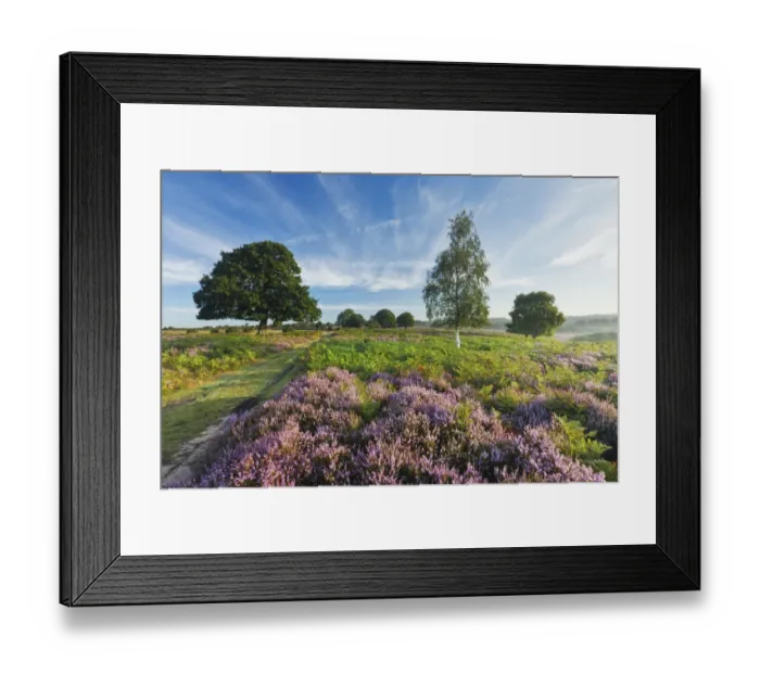 Framed Print : View over New Forest heathland Ling (Calluna vulgaris) and Bell Heather (Erica cinerea) Framed Print : View over New Forest heathland Ling (Calluna vulgaris) and Bell Heather (Erica cinerea)
