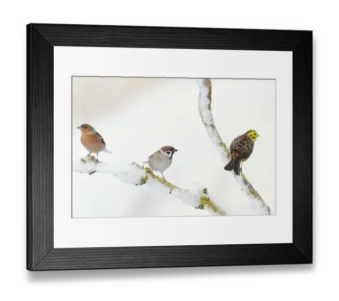 Framed Print : Tree Sparrow (Passer montanus), male Chaffinch (Fringilla coelebs) and a male Yellowhammer Framed Print : Tree Sparrow (Passer montanus), male Chaffinch (Fringilla coelebs) and a male Yellowhammer
