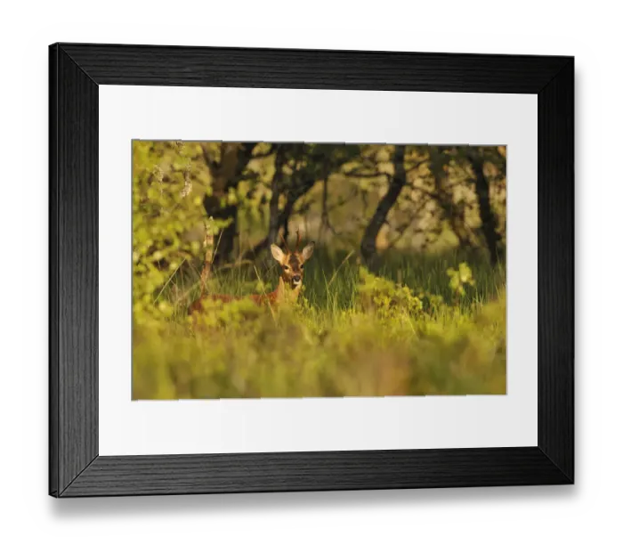 Framed Print : Roe Deer (Capreolus capreolus) buck in a woodland field. Perthshire, Scotland, June