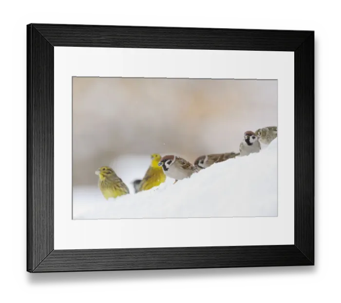 Framed Print : Tree Sparrow (Passer montanus) (right) and Yellowhammer (Emberiza citrinella) foraging on snow Framed Print : Tree Sparrow (Passer montanus) (right) and Yellowhammer (Emberiza citrinella) foraging on snow