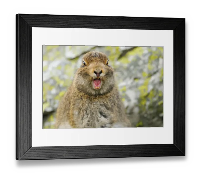 Framed Print : Mountain Hare (Lepus timidus) sub-adult leveret yawning. Cairngorms National Park Framed Print : Mountain Hare (Lepus timidus) sub-adult leveret yawning. Cairngorms National Park