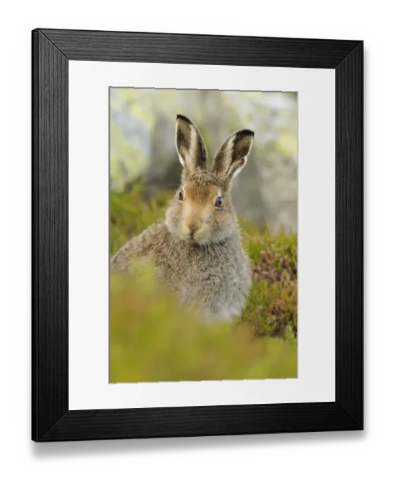 Framed Print : Mountain Hare (Lepus timidus) sub-adult leveret portrait. Cairngorms National Park Framed Print : Mountain Hare (Lepus timidus) sub-adult leveret portrait. Cairngorms National Park