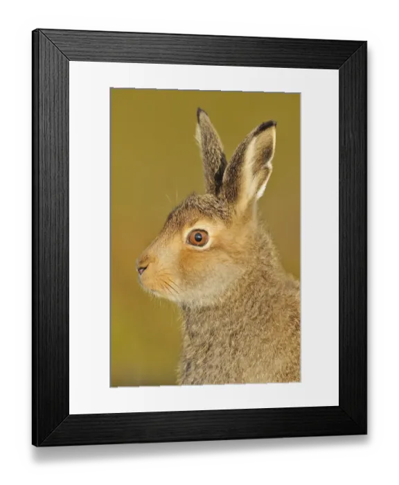 Framed Print : Mountain Hare (Lepus timidus) in alert pose. Cairngorms National Park, Scotland, July