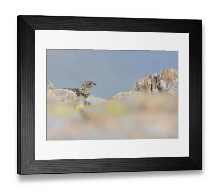 Framed Print : Ptarmigan (Lagopus mutus) hen in summer plumage behind rocks. Cairngorms National Park Framed Print : Ptarmigan (Lagopus mutus) hen in summer plumage behind rocks. Cairngorms National Park