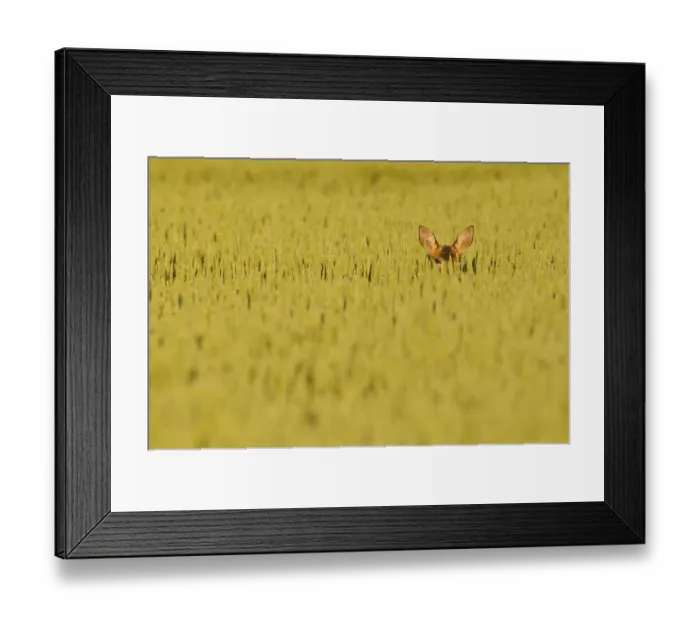 Framed Print : Roe Deer (Capreolus capreolus) doe peering from wheat field. Perthshire, Scotland, June Framed Print : Roe Deer (Capreolus capreolus) doe peering from wheat field. Perthshire, Scotland, June