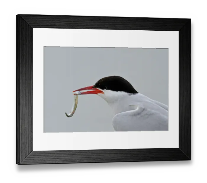 Framed Print : Arctic Tern (Sterna paradisaea) with sand eel in beak. Farne Islands, Northumberland Framed Print : Arctic Tern (Sterna paradisaea) with sand eel in beak. Farne Islands, Northumberland