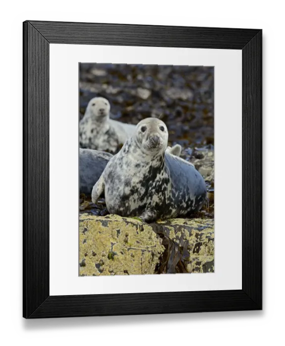 Framed Print : Grey Seal (Halichoerus grypus) hauled out on rocks, in mid-moult. Farne Islands, Northumberland Framed Print : Grey Seal (Halichoerus grypus) hauled out on rocks, in mid-moult. Farne Islands, Northumberland