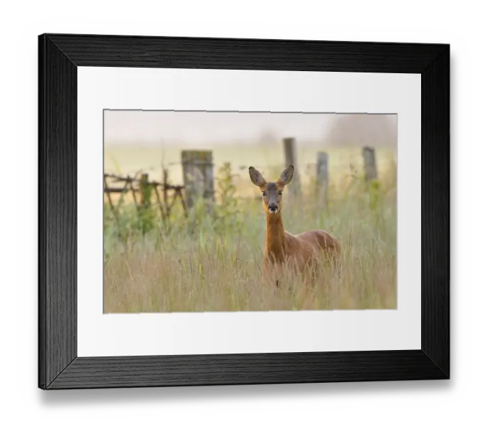 Framed Print : Roe Deer (Capreolus capreolus) doe in a field of set aside at dawn. Perthshire, Scotland Framed Print : Roe Deer (Capreolus capreolus) doe in a field of set aside at dawn. Perthshire, Scotland
