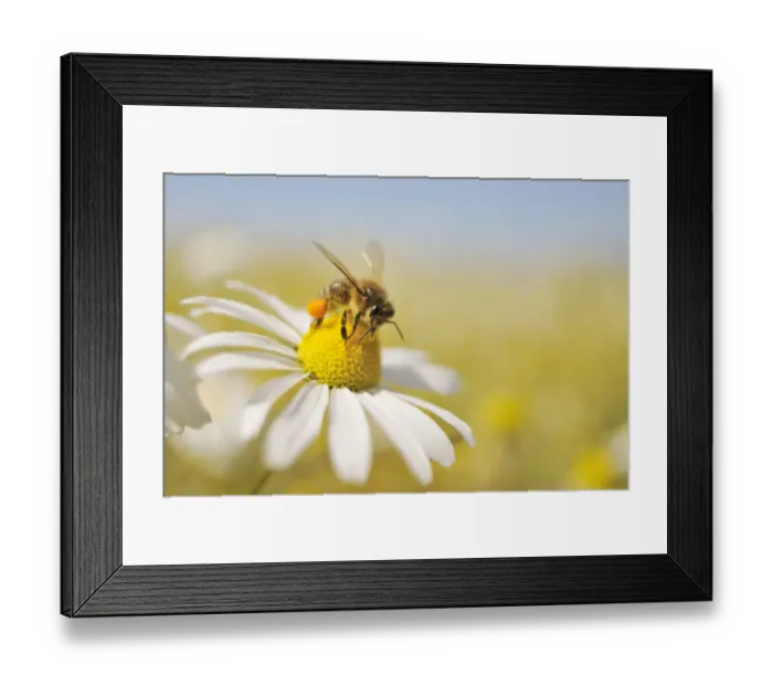 Framed Print : European Honey Bee (Apis mellifera) collecting pollen and nectar from Scentless Mayweed Framed Print : European Honey Bee (Apis mellifera) collecting pollen and nectar from Scentless Mayweed