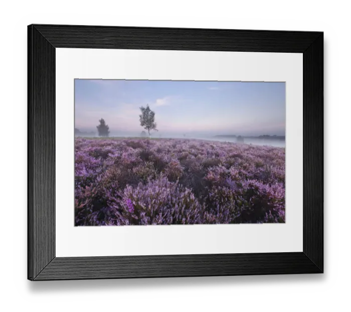 Framed Print : View over New Forest Ling (Calluna vulgaris) and Bell Heather (Erica cinerea) Framed Print : View over New Forest Ling (Calluna vulgaris) and Bell Heather (Erica cinerea)