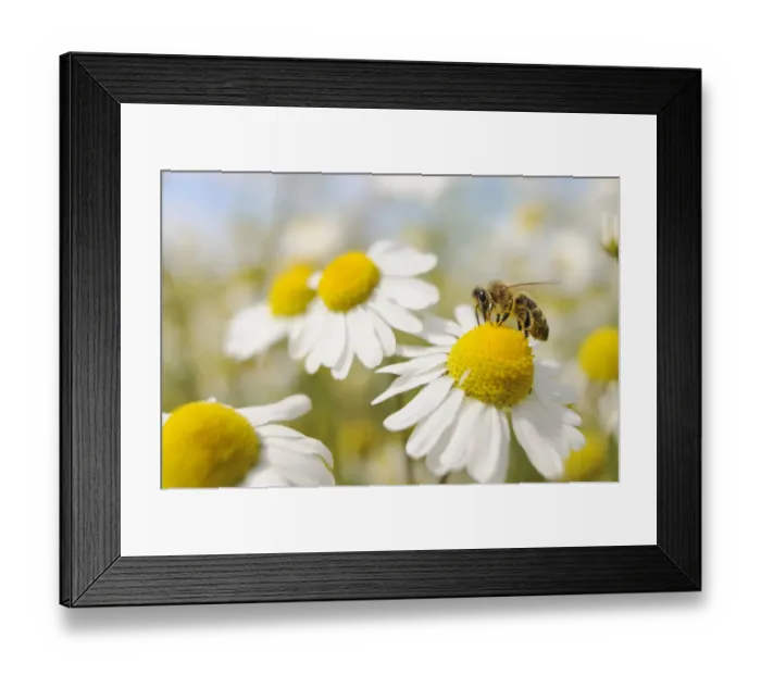 Framed Print : European Honey Bee (Apis mellifera) collecting pollen and nectar from Scentless Mayweed