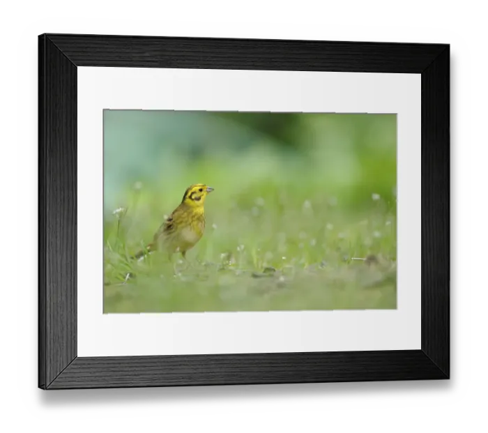 Framed Print : Yellowhammer (Emberiza citrinella) on grass. Perthshire, Scotland, June Framed Print : Yellowhammer (Emberiza citrinella) on grass. Perthshire, Scotland, June