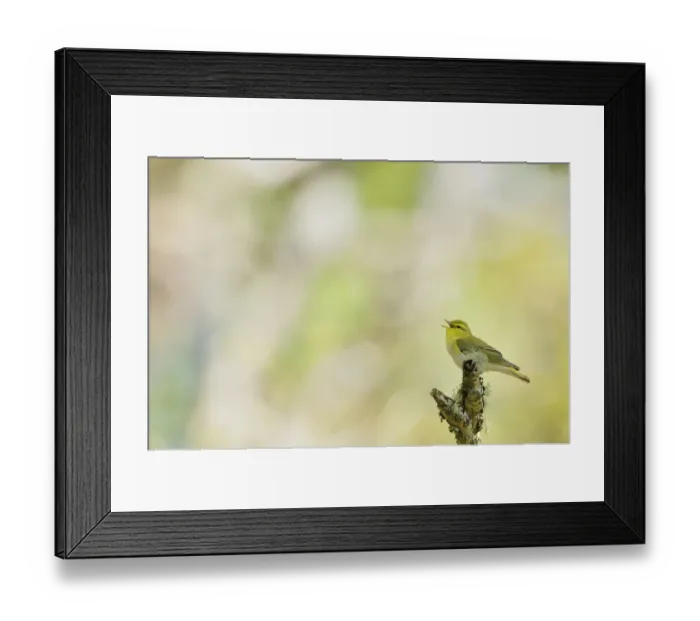 Framed Print : Wood warbler (Phylloscopus sibilatrix) singing from a lichen covered branch, Atlantic Framed Print : Wood warbler (Phylloscopus sibilatrix) singing from a lichen covered branch, Atlantic