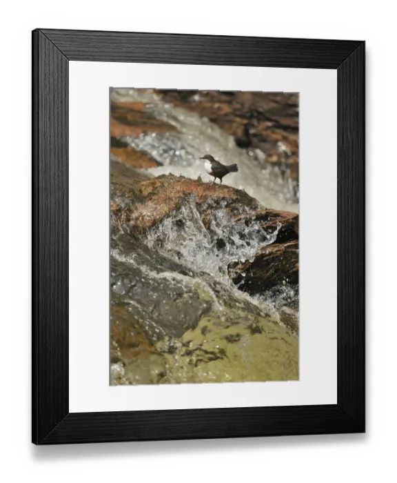 Framed Print : Dipper (Cinclus cinclus) on rock in stream. Perthshire, Scotland, May Framed Print : Dipper (Cinclus cinclus) on rock in stream. Perthshire, Scotland, May